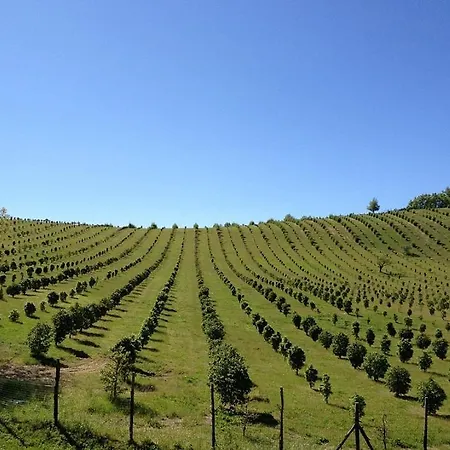 La Collina Dei Ciliegi *